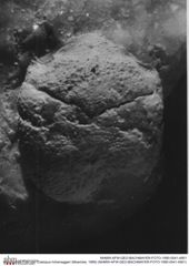 Historisches Foto von Coelopus hoheneggeri (Moericke, 1889) (NHMW-AFW-GEO-BACHMAYER-FOTO-1990-0041-4901)